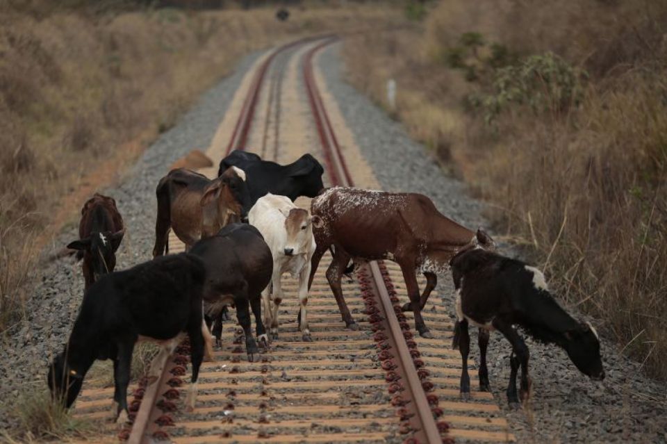 Обращаем внимание: железная дорога не место для выпаса скота