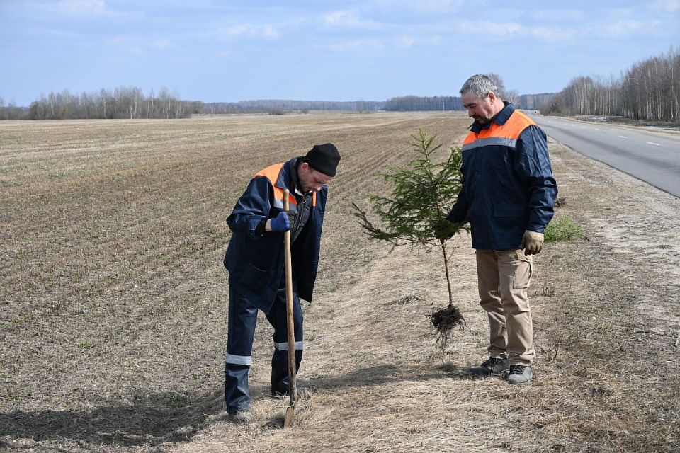 В Хотимске началось озеленение автомобильных дорог