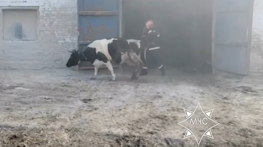 В Чаусском районе из горящей фермы спасатели эвакуировали 170 коров