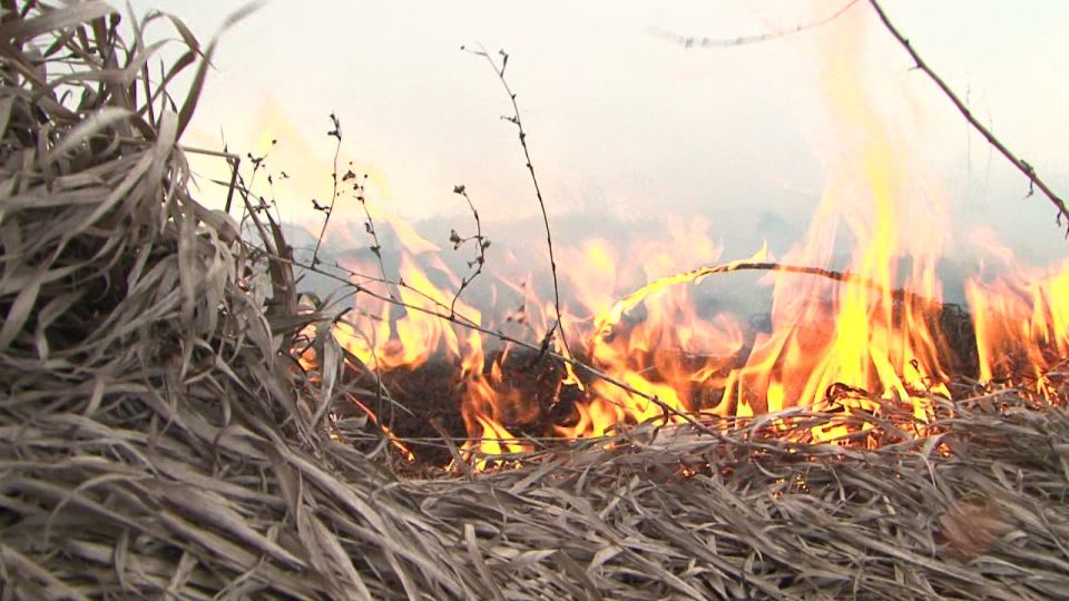 В Хотимском районе за текущий период 2024 года произошло 3 загорания сухой растительности