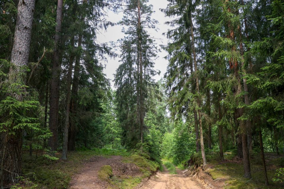 Ограничение на посещение лесов действует во всех районах Могилевской области