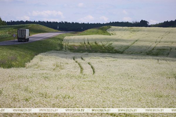 Гречиху в Беларуси посеяли на 40,9% запланированных площадей