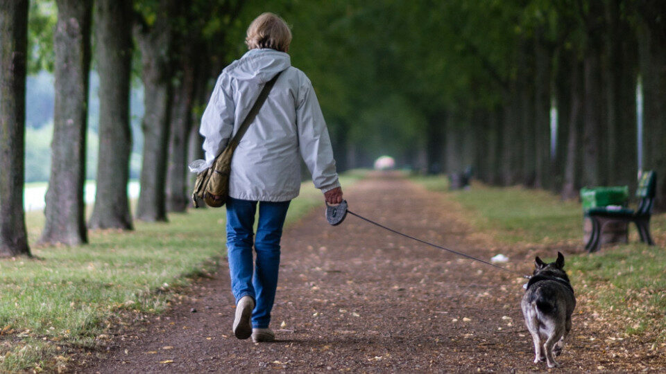 Что нужно знать хотимчанам про выгул собак в городе