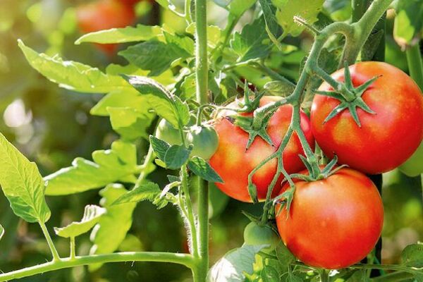 Плохие соседи для томатов: 5 растений, которые лишат вас урожая