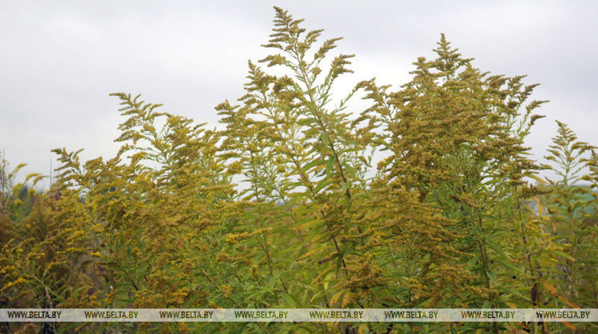 Штрафные санкции за летний период составили свыше Br6700. Как регулируется распространение золотарника в Беларуси