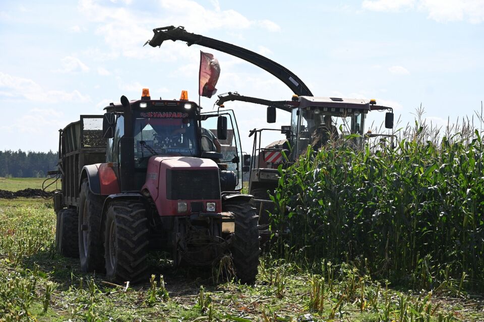 В Хотимском районе продолжается активная заготовка кукурузы на силос