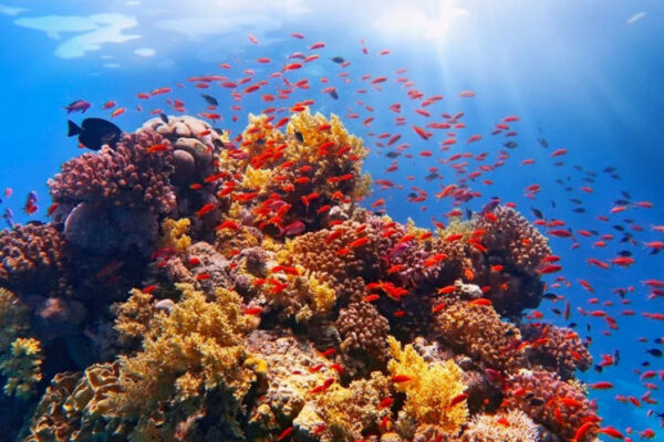 В ОАЭ разрабатывают биоклей для восстановления коралловых рифов