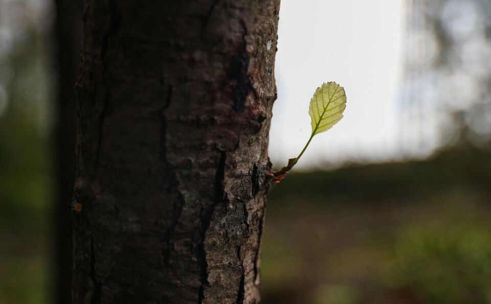 Хотимчан приглашают присоединиться к акции «Дай лесу новае жыццё!»