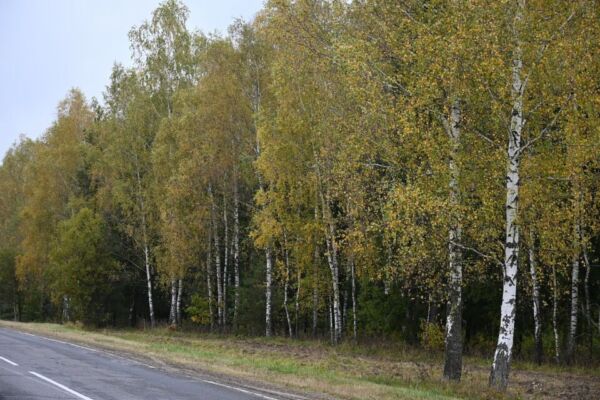 Синоптики прогнозируют похолодание в Могилевской области в начале недели