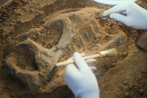 В Амазонии нашли следы динозавров возрастом более 100 млн лет