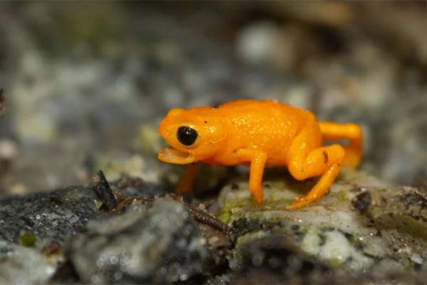 Новый вид крошечных тыквенных жаб нашли в горах Бразилии
