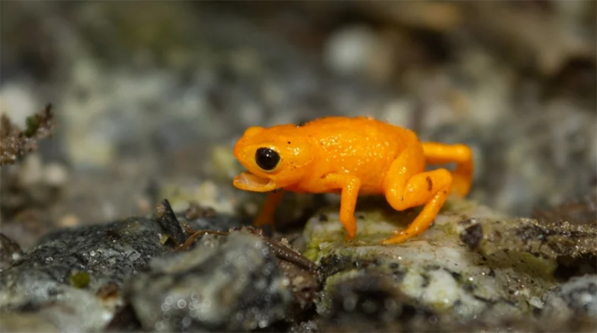 Новый вид крошечных тыквенных жаб нашли в горах Бразилии