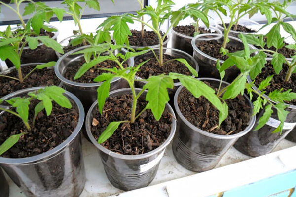 Бабушкин метод: зачем поливать рассаду дрожжами для взрывного роста