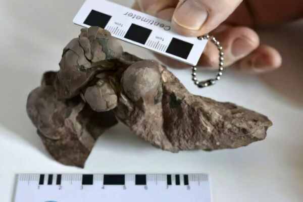 Китайская находка: обнаружено самое крошечное яйцо динозавра в истории