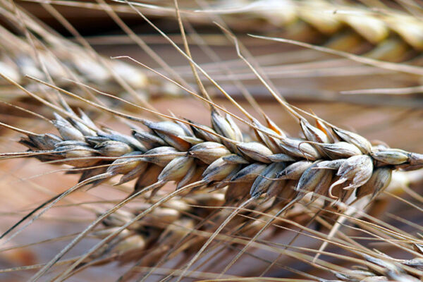 Археологи в Грузии нашли зерна древнего предка пшеницы