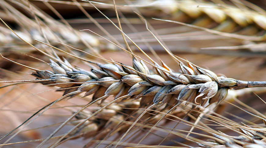 Археологи в Грузии нашли зерна древнего предка пшеницы
