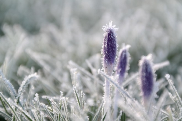 Белгидромет объявил штормовое предупреждение: 24 апреля в Беларуси ожидаются ночные заморозки