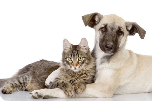 Какая ответственность грозит за нарушение правил содержания домашних животных?