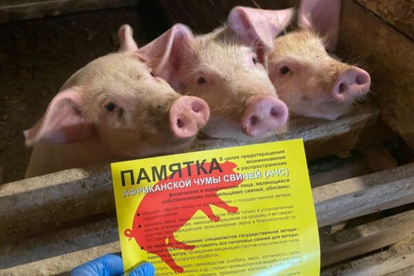 Что такое африканская чума свиней