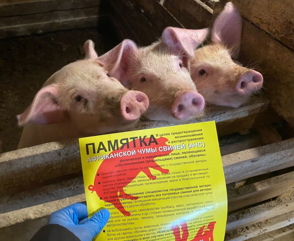 Что такое африканская чума свиней