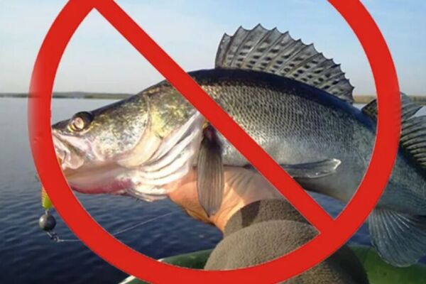 С 15 апреля в Могилевской области установлен запрет на лов судака, который продлится по 30 мая