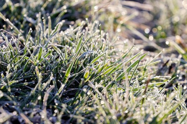 Синоптики предупреждают: ночью 25 апреля в Беларуси ожидается до -3°С